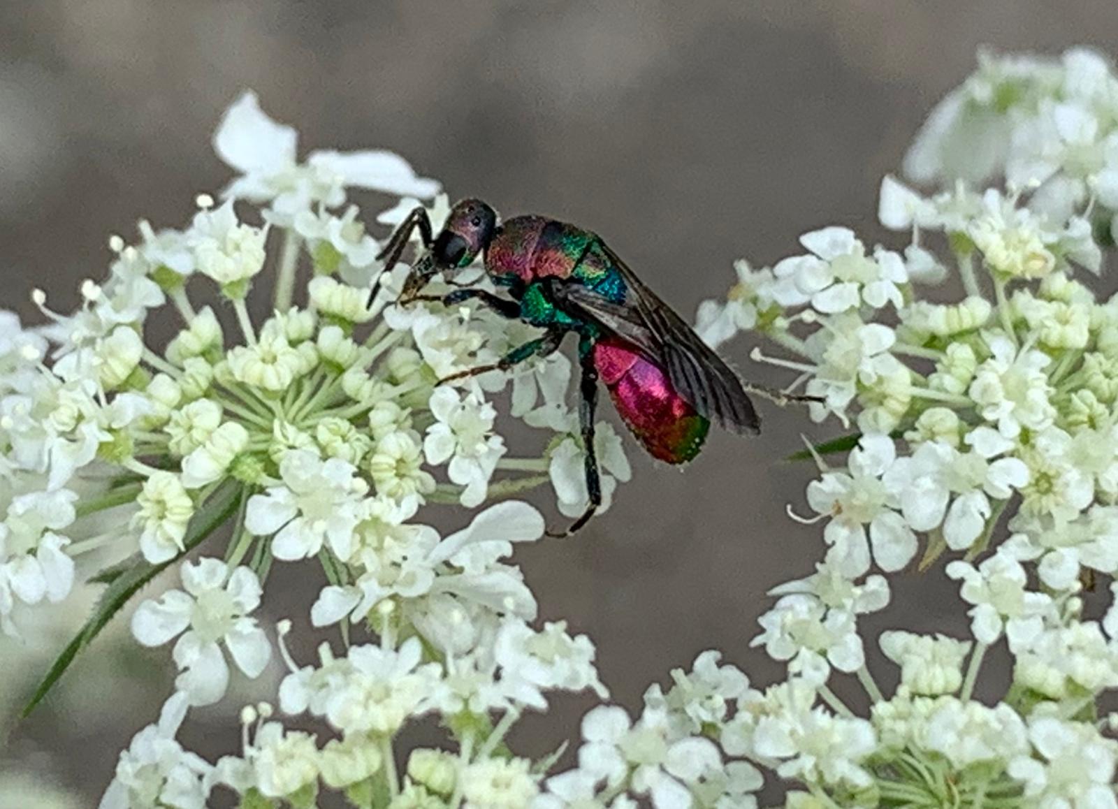 Chrysididae da det.: Hedychrum rutilans